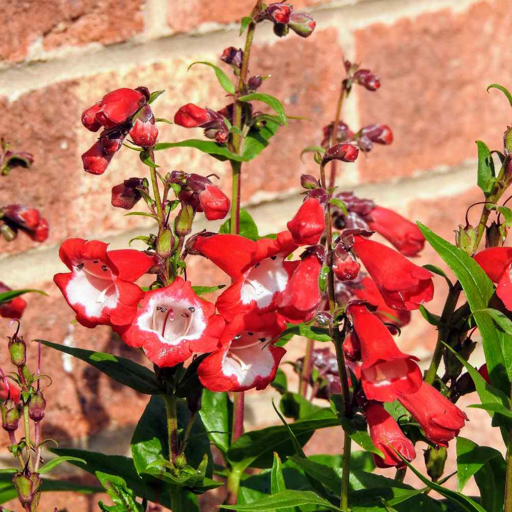 jubilæum Skulptur tyngdekraft Penstemon Scarlet Queen Drought Tolerant Penstemon Garden Flower Seed