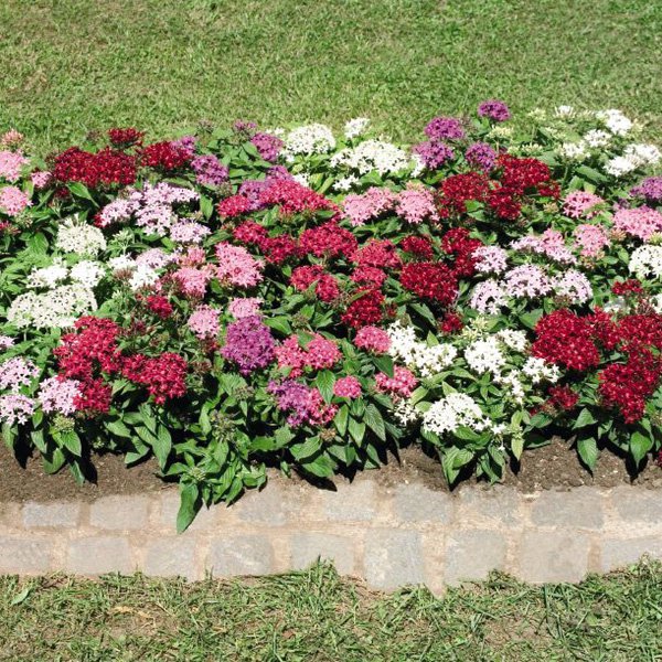 Pentas Deadheading Pentas