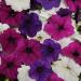 Easy Wave Great Lakes Mix Petunia Flower Seed