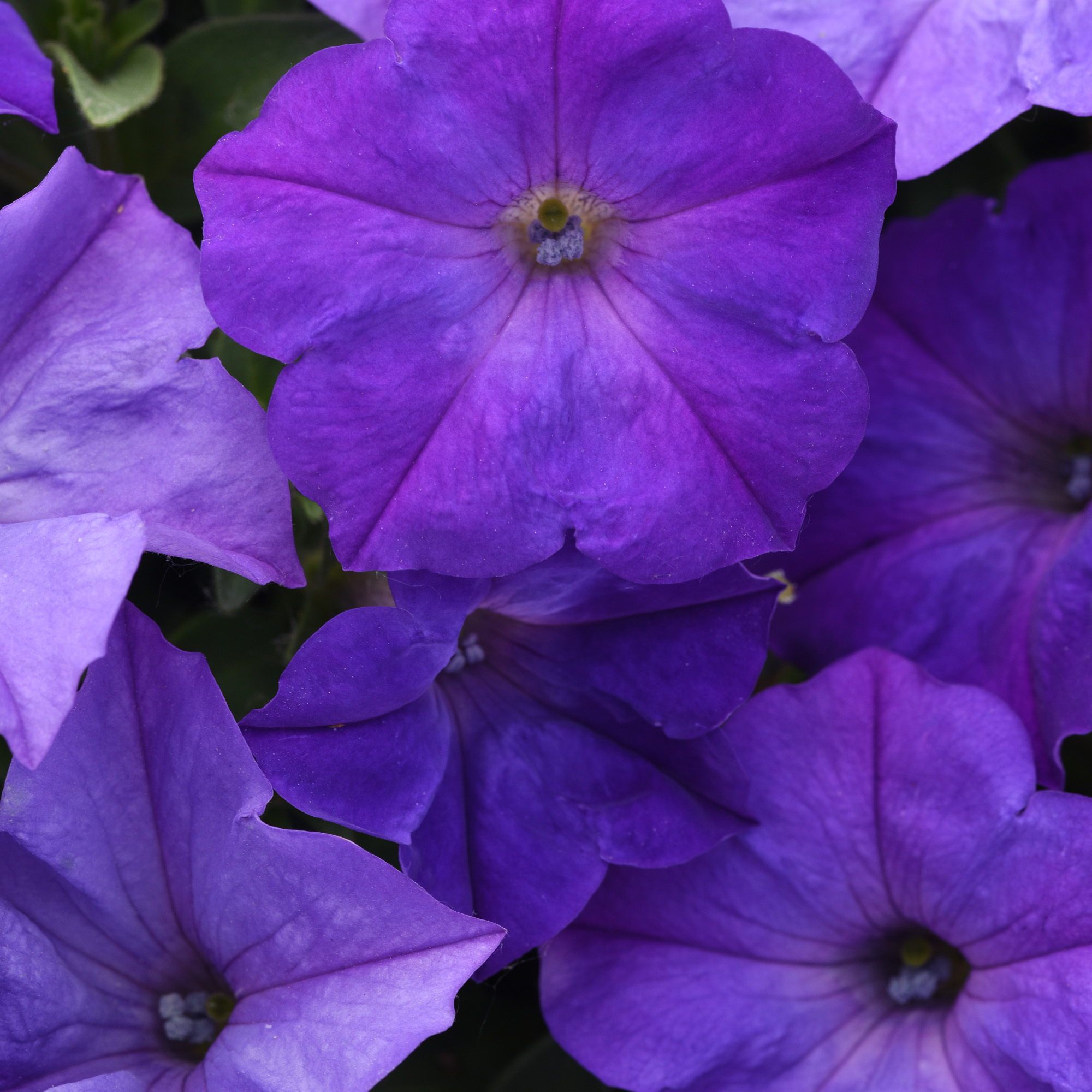 Easy Wave Lavender Sky Blue Petunia Flower Seed