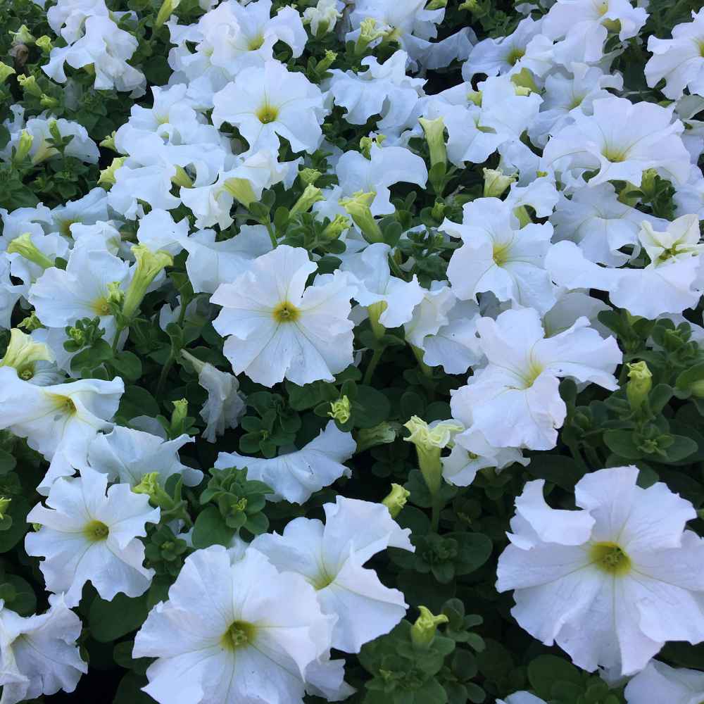 Petunia Multiflora Seeds White Petunia Flower Seed   Petuniamultiwhite3 