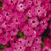 Phlox 21st Century Pink Flowers