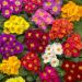 Common Primrose Grower Select Flower Seed Mix