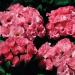 Common Primrose Primlet Pink Shades Flower Seeds