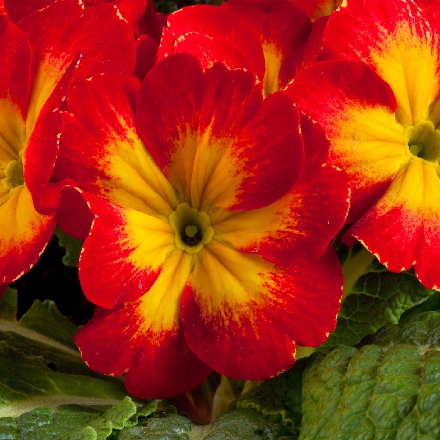 Common Primrose Acaulis Danova Yellow Red Bicolor 4 - 6 Inches Tall