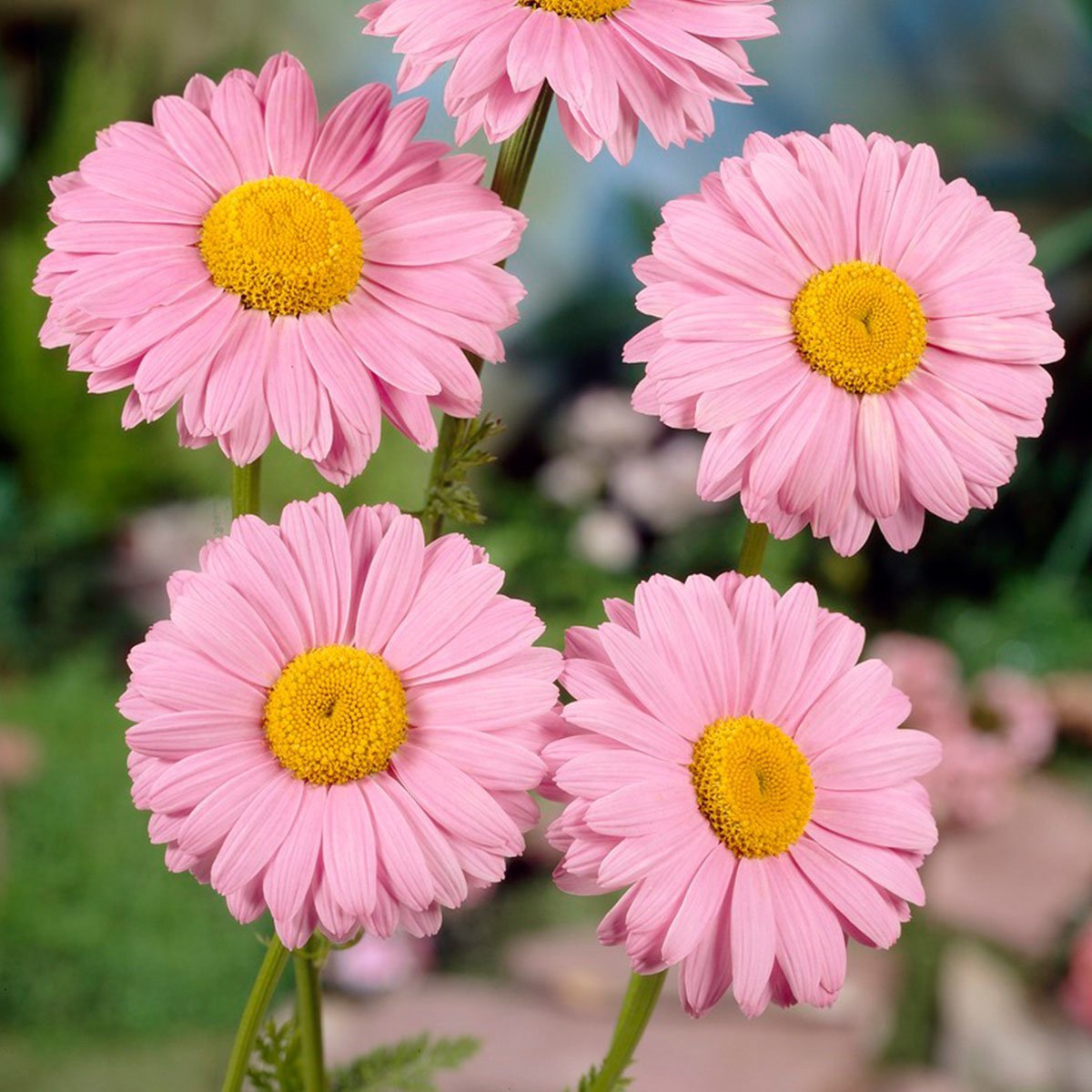 Chrysanthemum Seeds - Rose Painted Daisy Flower Seeds