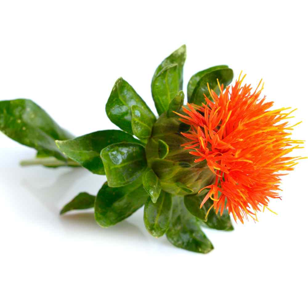  Outsidepride Carthamus Tinctorius Safflower Orange Herb Garden  Plant Seeds - 100 Seeds : Patio, Lawn & Garden