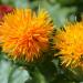 Annual Safflower Yellow Flowering Herbs