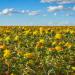 Annual Safflower Yellow Flowering Herbs