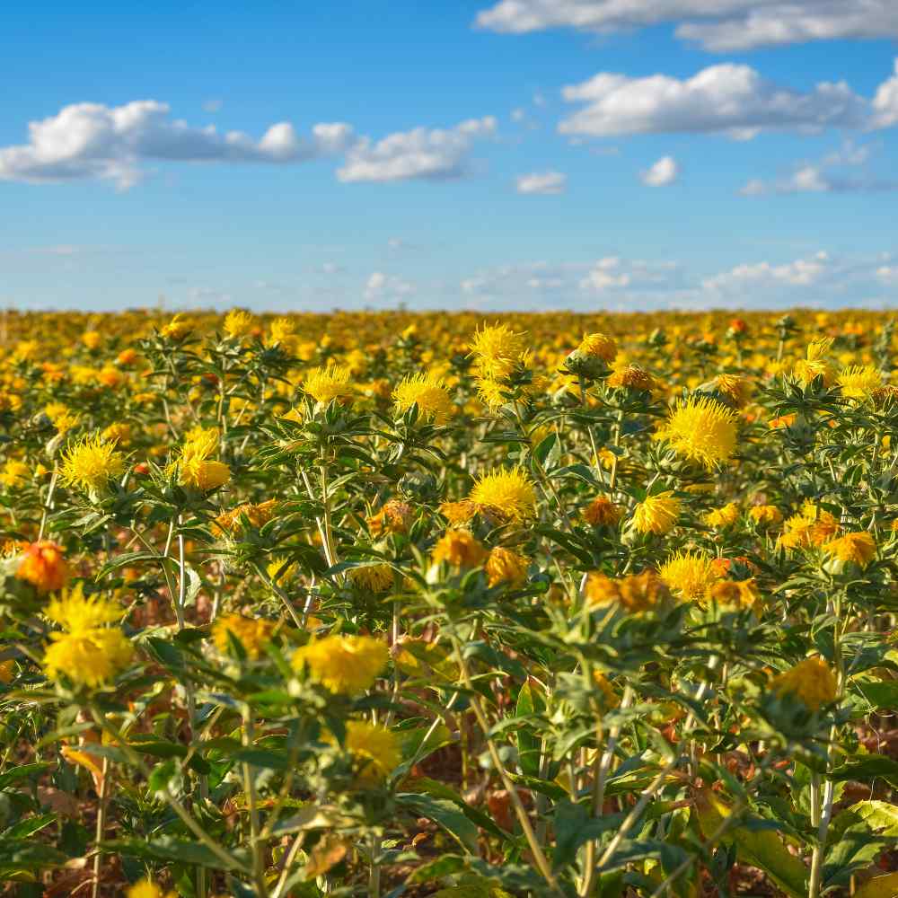 Outsidepride Safflower Seeds - Orange - 200 Seeds