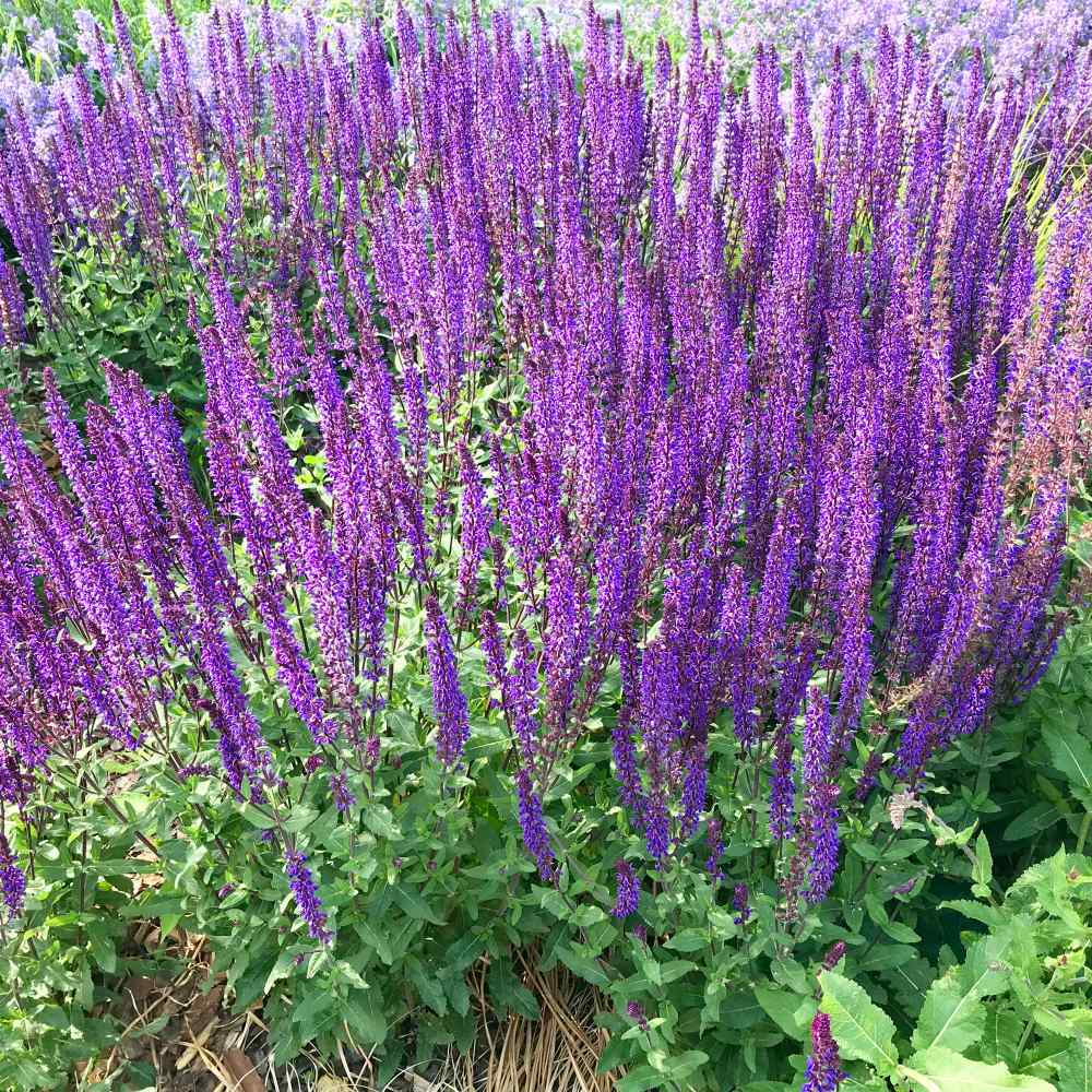 Salvia Seeds | Pratensis Blue