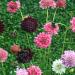 Pincushion Dwarf Double Flower Seeds