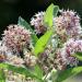 Showy Milkweed Pollinating Plants