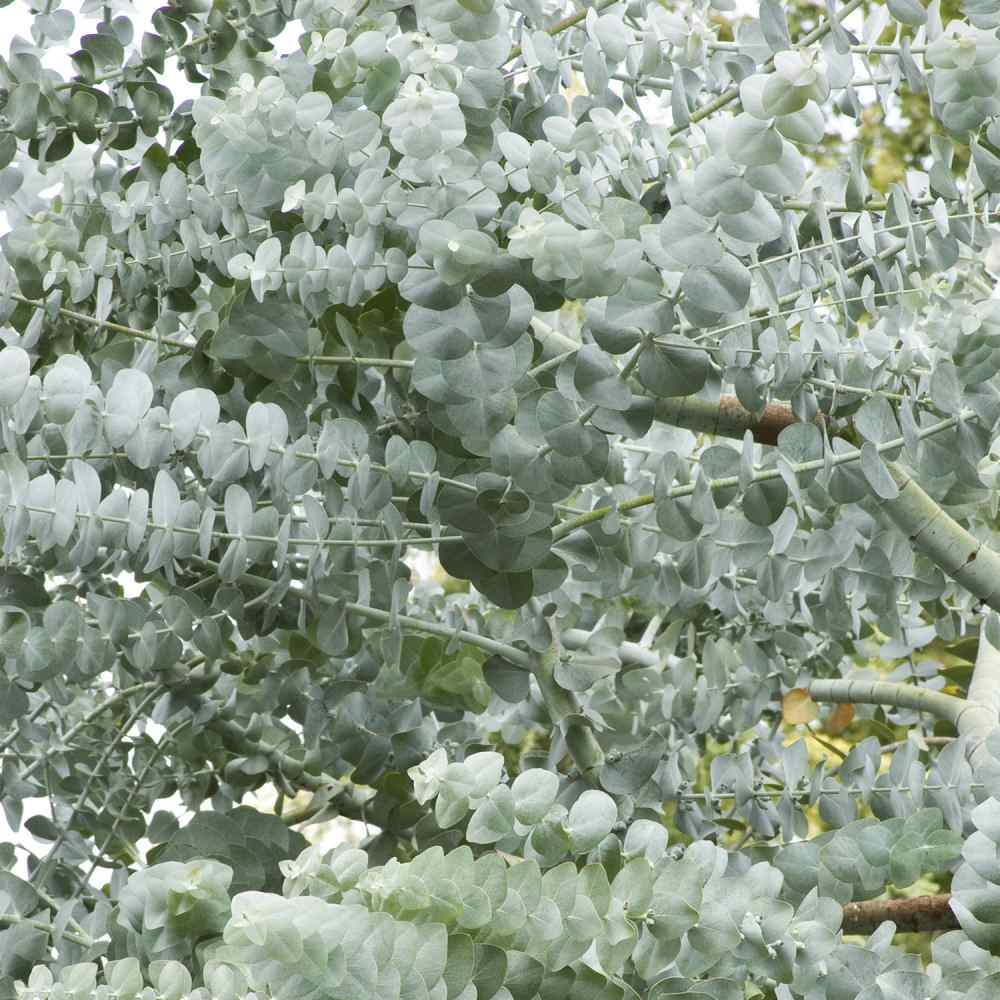 Silver Dollar Eucalyptus Seeds