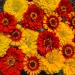 Zinnia South of the Border Flower Seeds