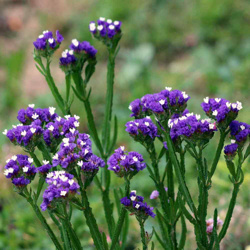 Statice Purple Limonium Salt & Drought Tolerant Garden Flower Plant Seeds