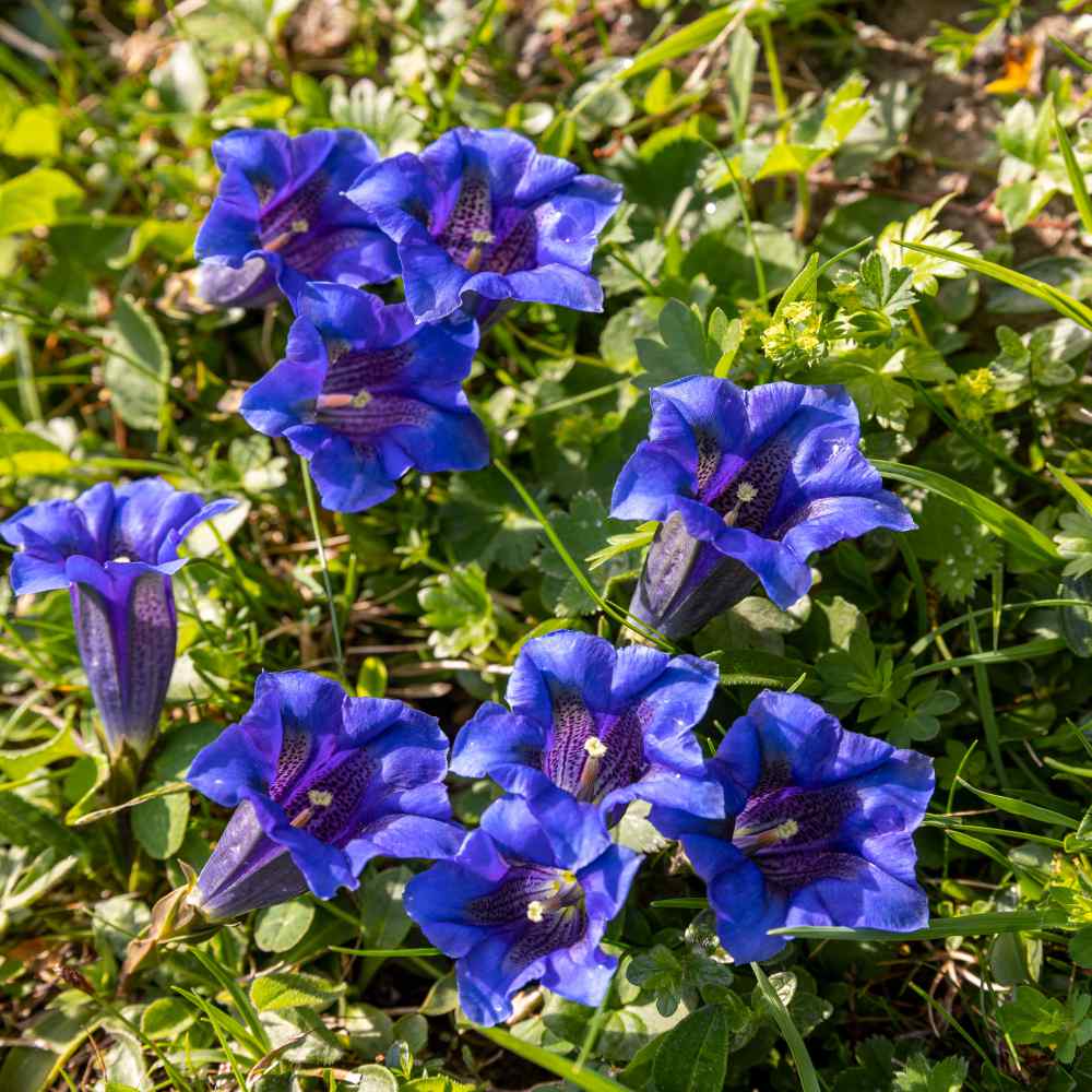 gentian-seed-trumpet-gentian-herb-seeds