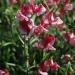 Sweet Pea America Seeds