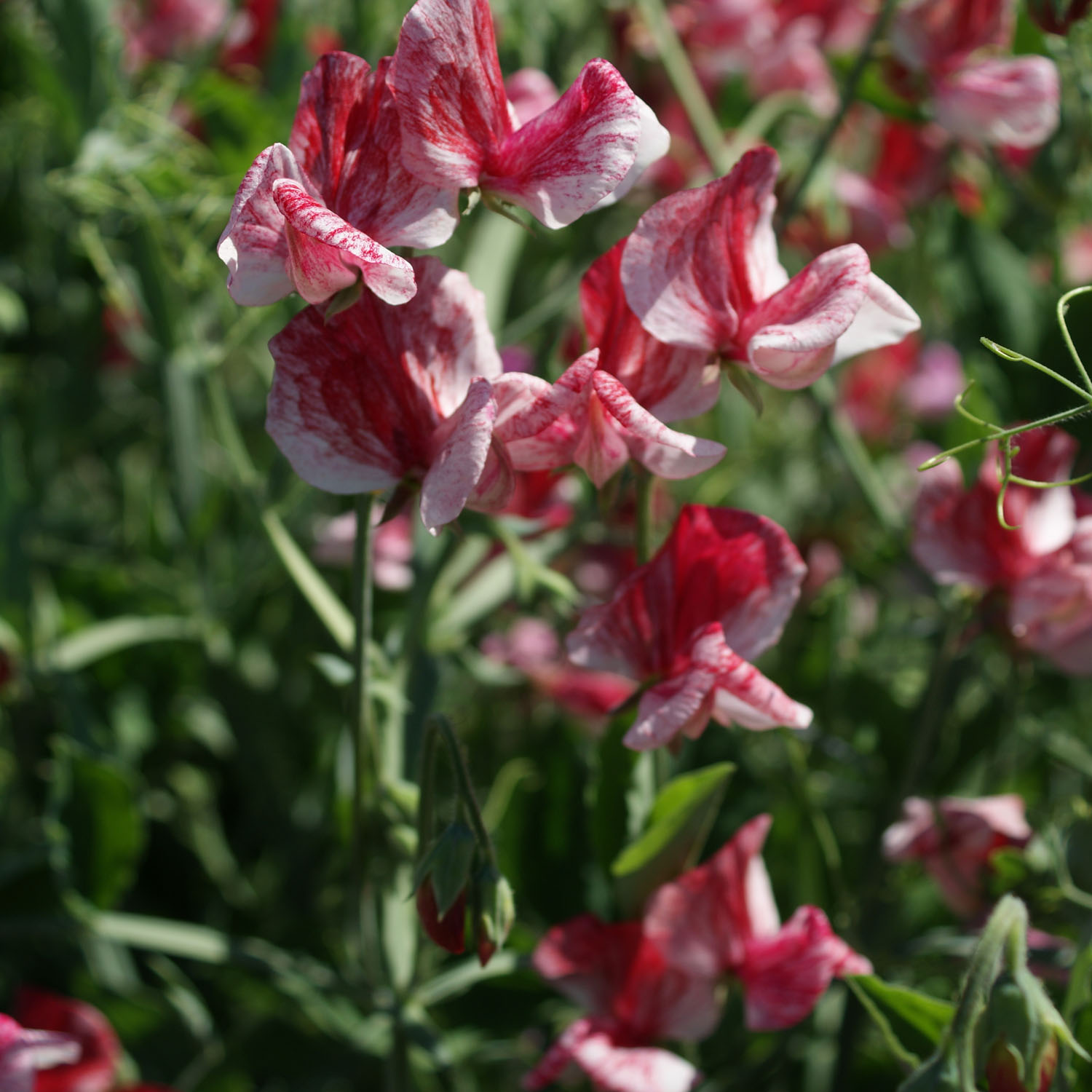 Sweet Peas Seeds | America