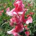 Sweet Pea Old Spice America Seeds