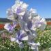 Sweet Pea Bicolor Blue Ripple