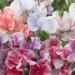 Sweet Pea Bicolor Ripple Mix