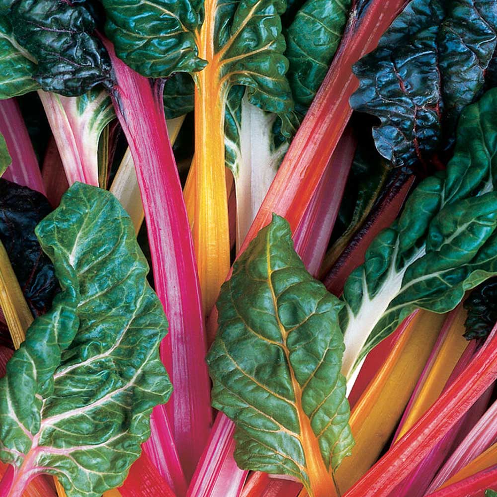 Swiss Chard Mix Leaves