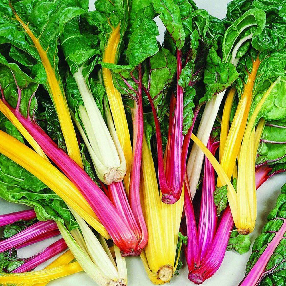 Swiss Chard Garden Plants