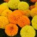 African Marigold Taishan Flower Seed Mix