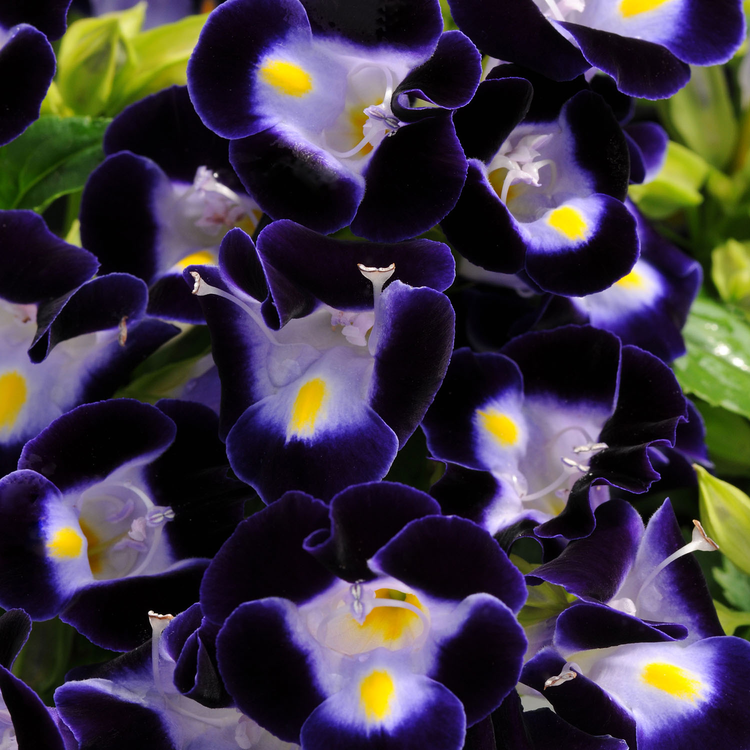 Torenia Fournieri Deep Blue Flowers