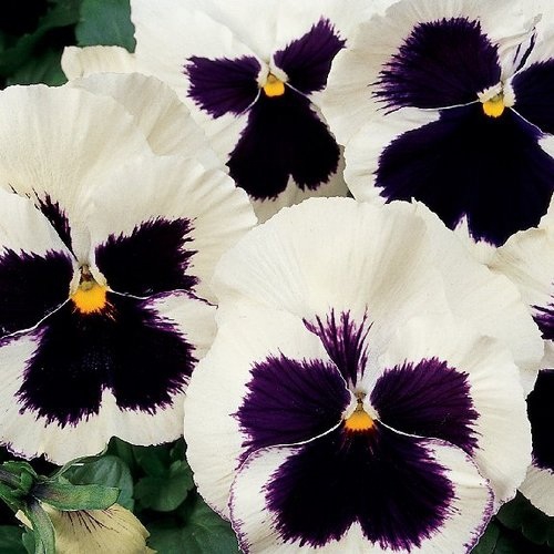 Bridal Bouquet – The Wild Pansy