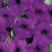 Easy Wave Blue Petunia Flower Seed