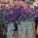 Blue Wave Petunia Hanging Basket