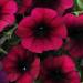 Easy Wave Burgundy Velour Petunia Flower Seed