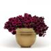 Wave Petunia Burgundy Velour