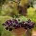 Wave Petunia Burgundy Velour Flowers