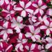 Easy Wave Burgundy Star Petunia Flower Seed