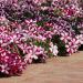 Wave Petunia Burgundy Star