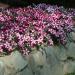 Burgundy Star Easy Wave Petunia Hanging Basket