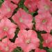 Easy Wave Coral Reef Petunia Flower Seed