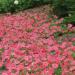 Wave Petunia Coral Reef