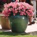 Wave Petunia Coral Reef Flower Garden