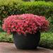 Shock Wave Petunia Coral Crush Flowers