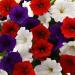 Easy Wave Petunia The Flag Seed Mix