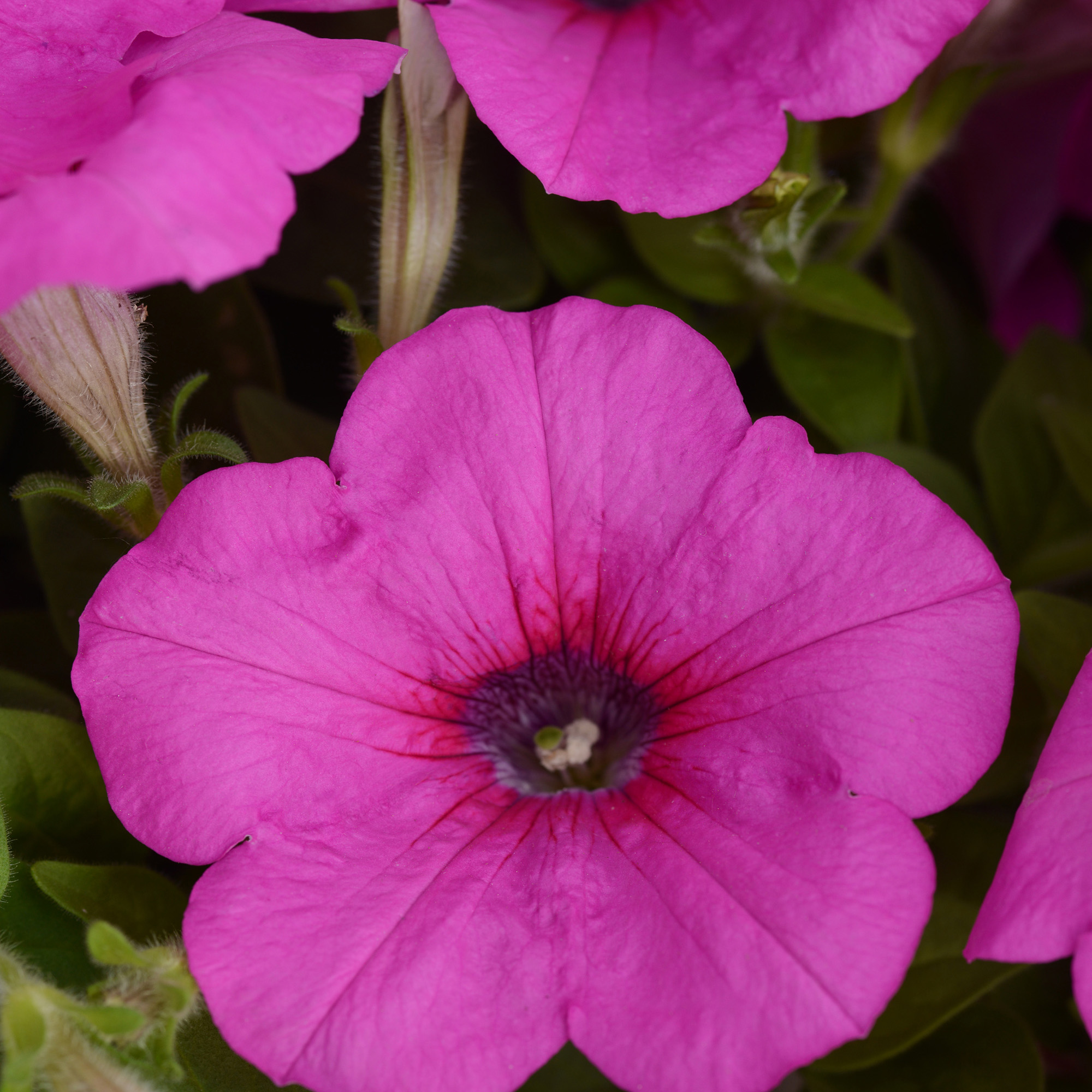 Neon Rose Easy Wave Petunia Container Plant