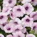 Shock Wave Pink Vein Petunia Flower Seed