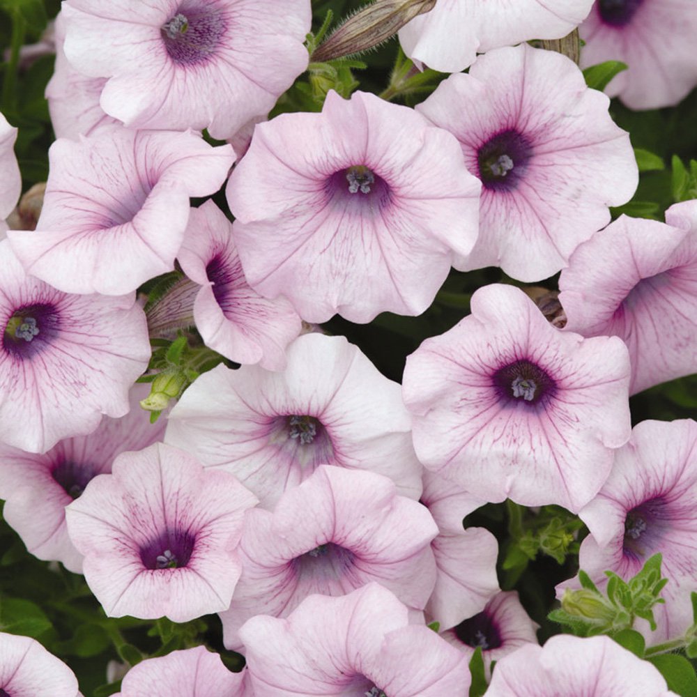 Shock Wave Petunias...