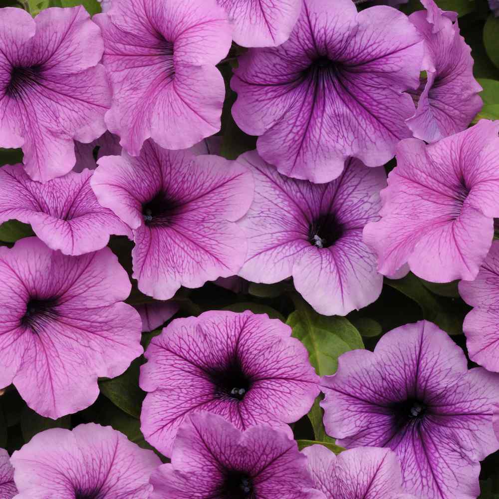 Plum Vein Easy Wave Petunia Flower Seeds