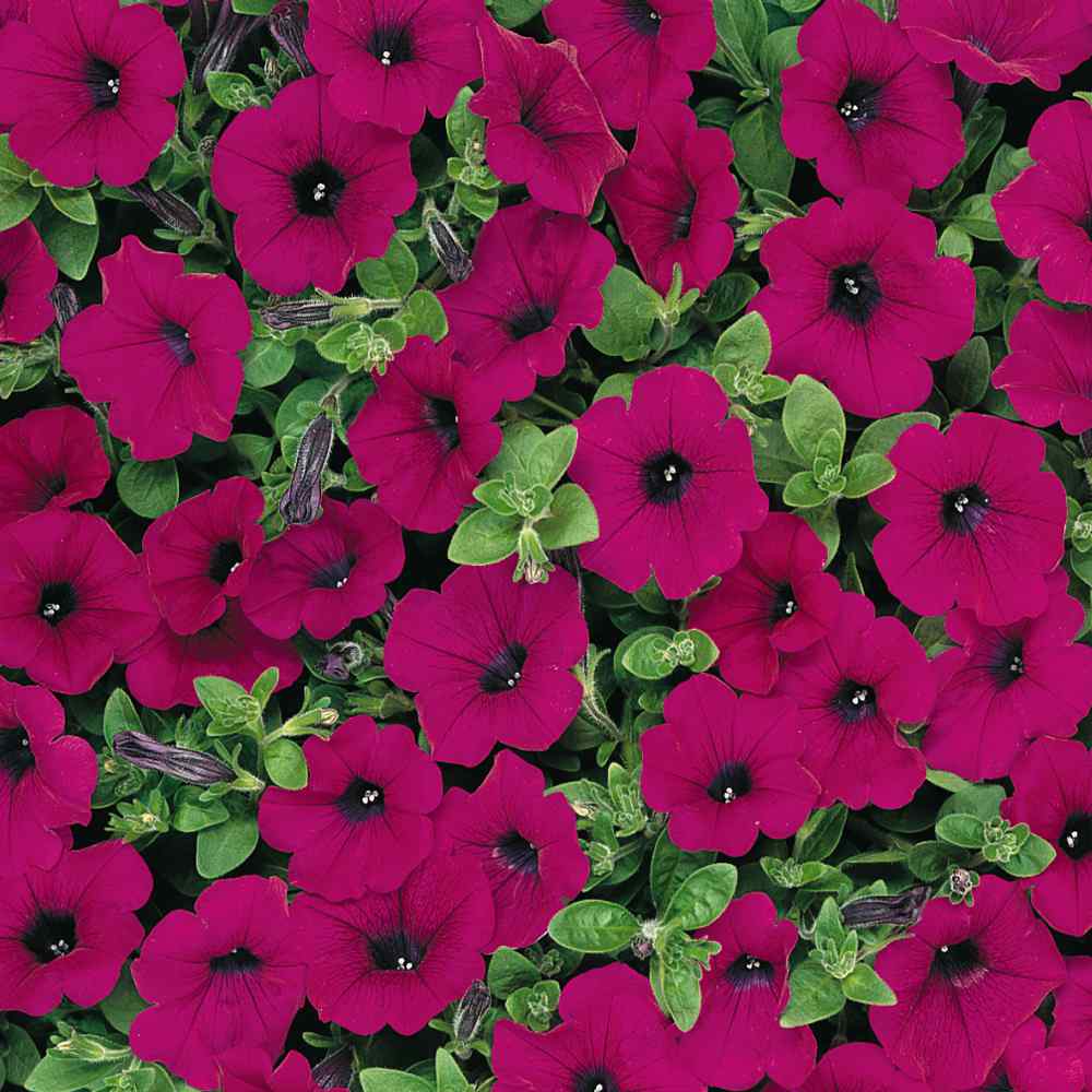 Purple Classic Wave Petunias Only Grow 5 7 Inches Tall