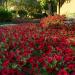 Tidal Wave Petunia Red Velour Flowers